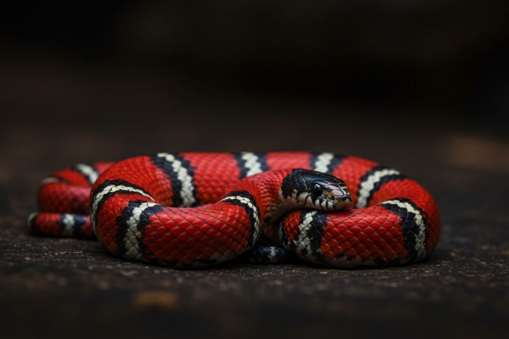 O Que Significa Sonhar com Cobra