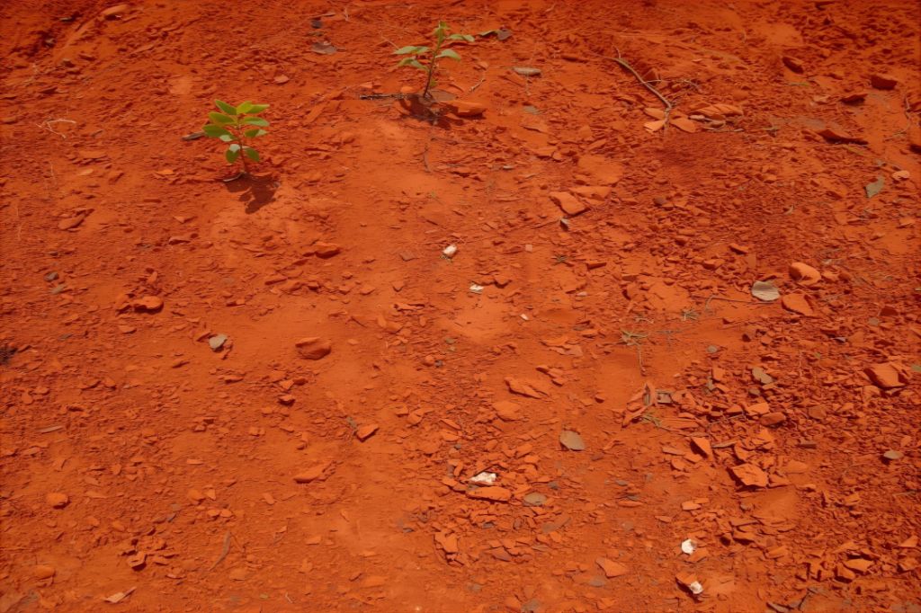 Uma paisagem árida com solo de terra vermelha, com poucas plantas que crescem nela. A cor é vibrante, simbolizando as raízes e a paixão.