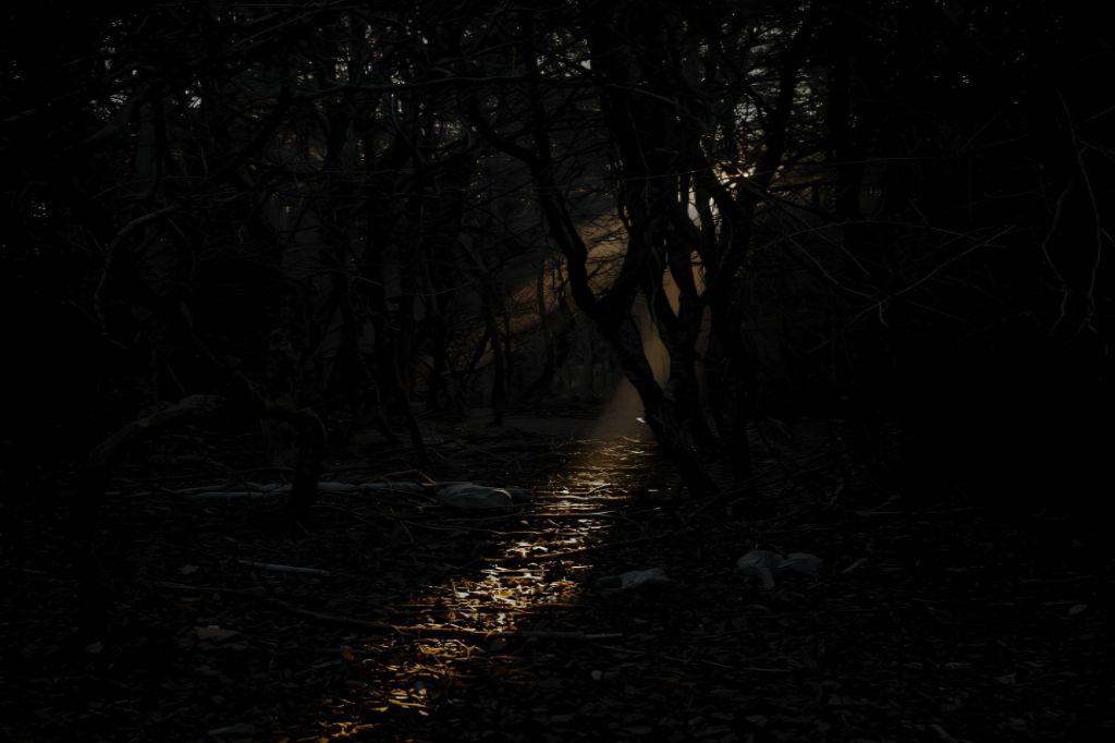 Uma floresta densa e escura, com árvores retorcidas e sombras longas, e um único raio de luz que se projeta para o chão, criando um contraste dramático.