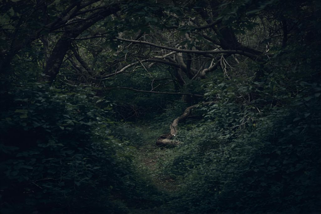  Uma foto de uma floresta densa, com vegetação fechada e árvores entrelaçadas, criando uma sensação de isolamento, mas com uma pequena trilha que aparece no meio.