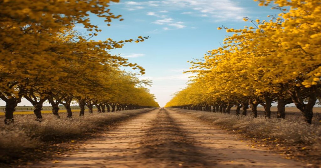Sonhar com Ipê Amarelo
