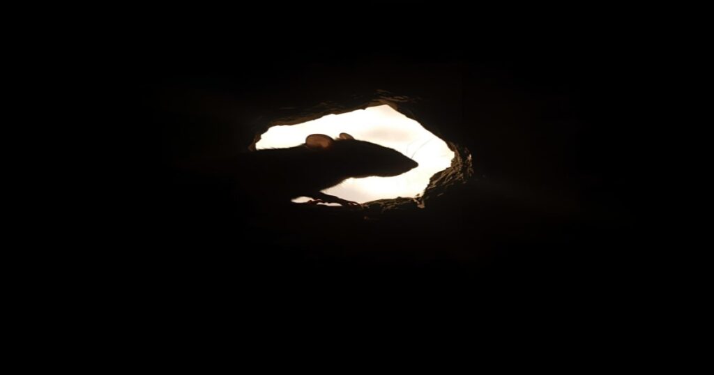 Sonhar com Rato Qual o Significado